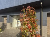 ＳＳ．ＦＬＡＴ平井 ＳＳ．ＦＬＡＴ平井15